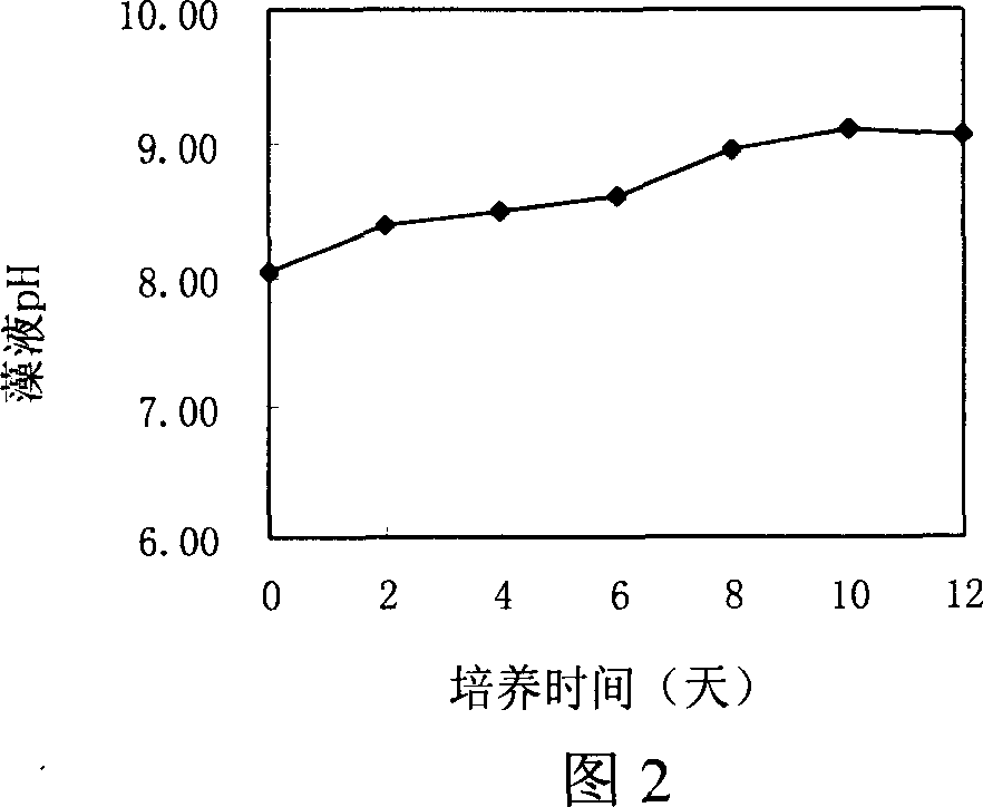 Fast marine green algae cultivating process