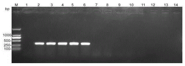 PCR detection primer and method for anoectochilus roxburghii colletotrichum orbiculare