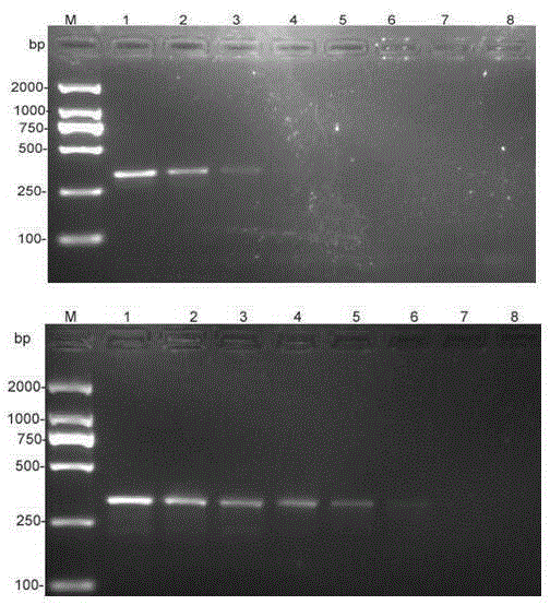 PCR detection primer and method for anoectochilus roxburghii colletotrichum orbiculare
