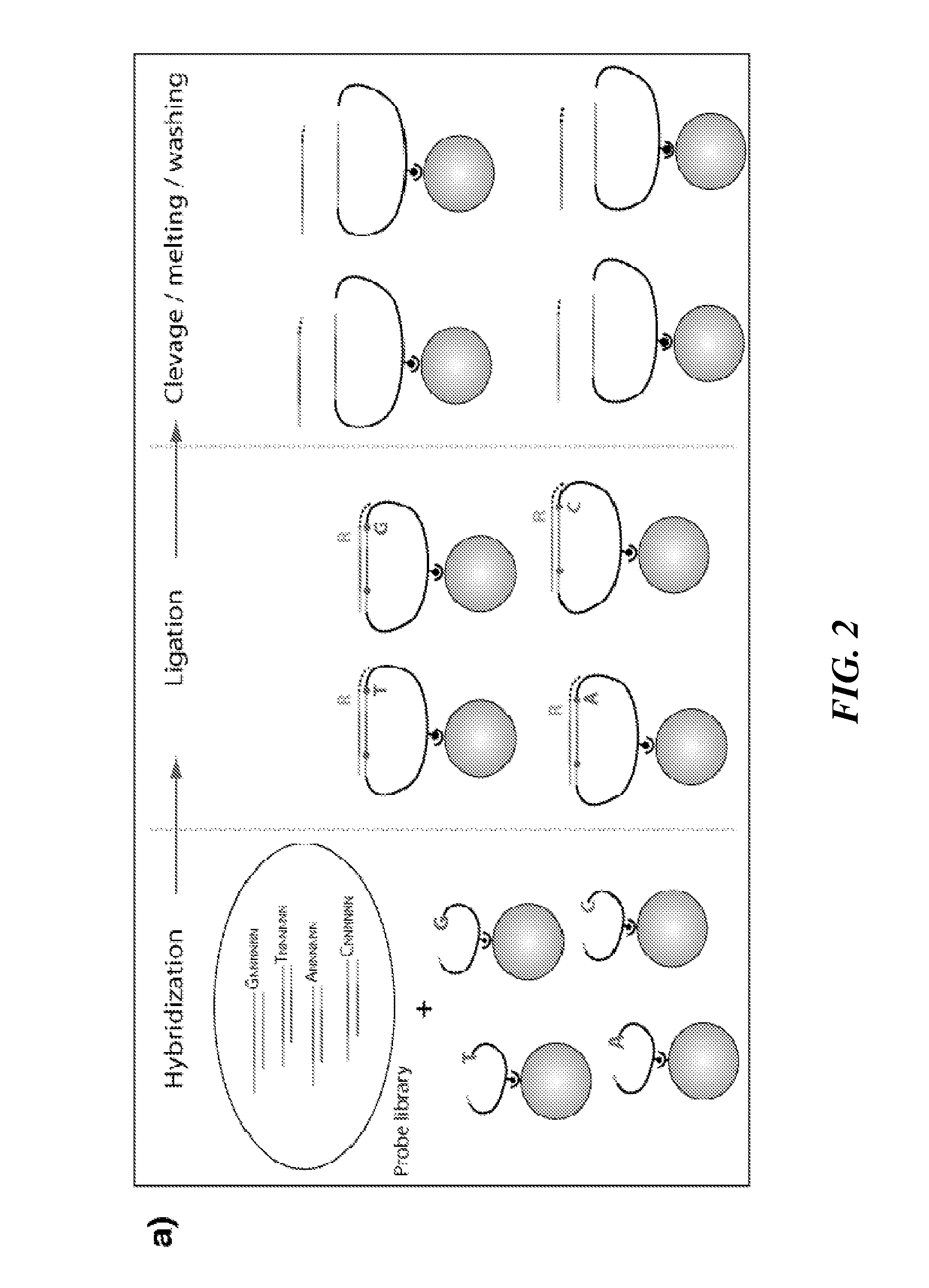 Tools and Method for Nanopores Unzipping-Dependent Nucleic Acid Sequencing