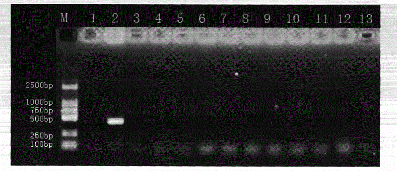 PCR (polymerase chain reaction) detection method for specificity of salmonella typhimurium