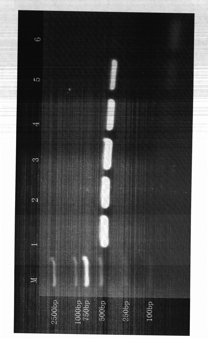 PCR (polymerase chain reaction) detection method for specificity of salmonella typhimurium