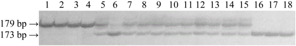 Molecular marker for rice seed peel color gene Pb and application of molecular marker