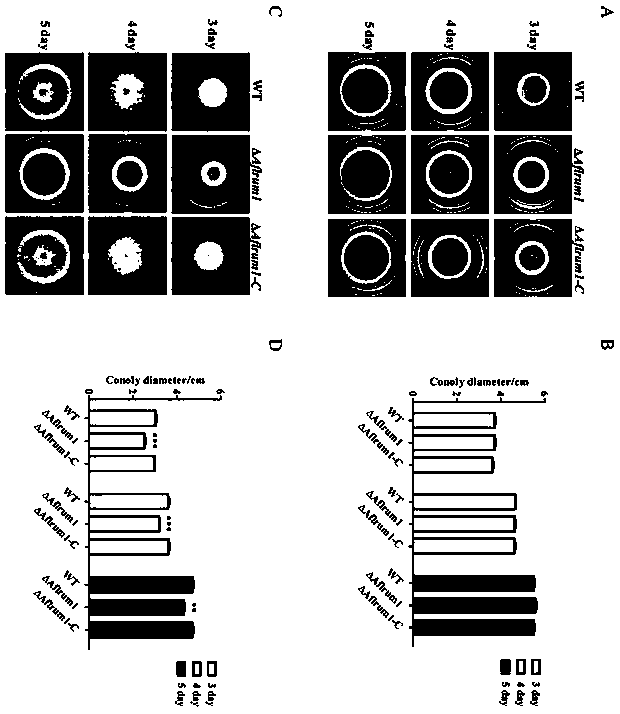 Construction of a non-aflatoxin-producing strain and method for preventing and controlling Aspergillus flavus contamination