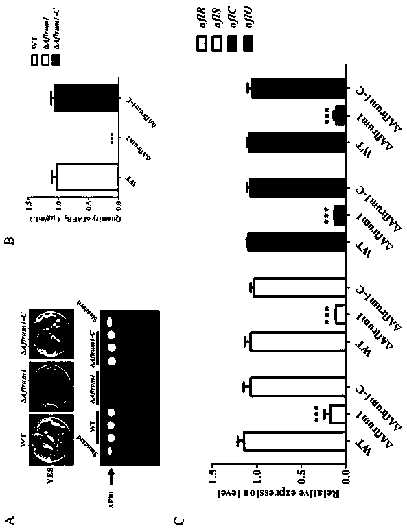 Construction of a non-aflatoxin-producing strain and method for preventing and controlling Aspergillus flavus contamination