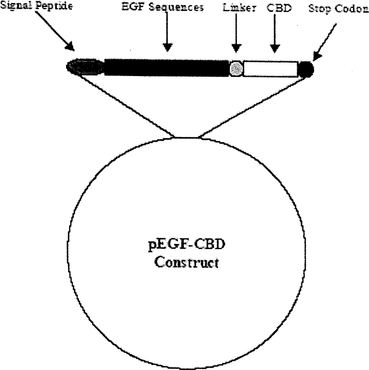 Double function epidermal growth factor and its preparation method and uses