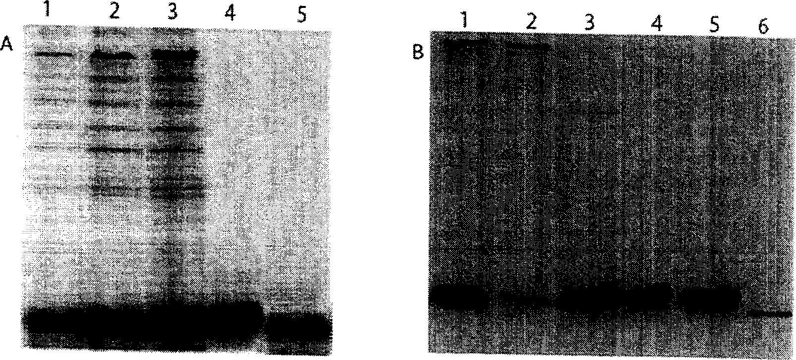 Double function epidermal growth factor and its preparation method and uses