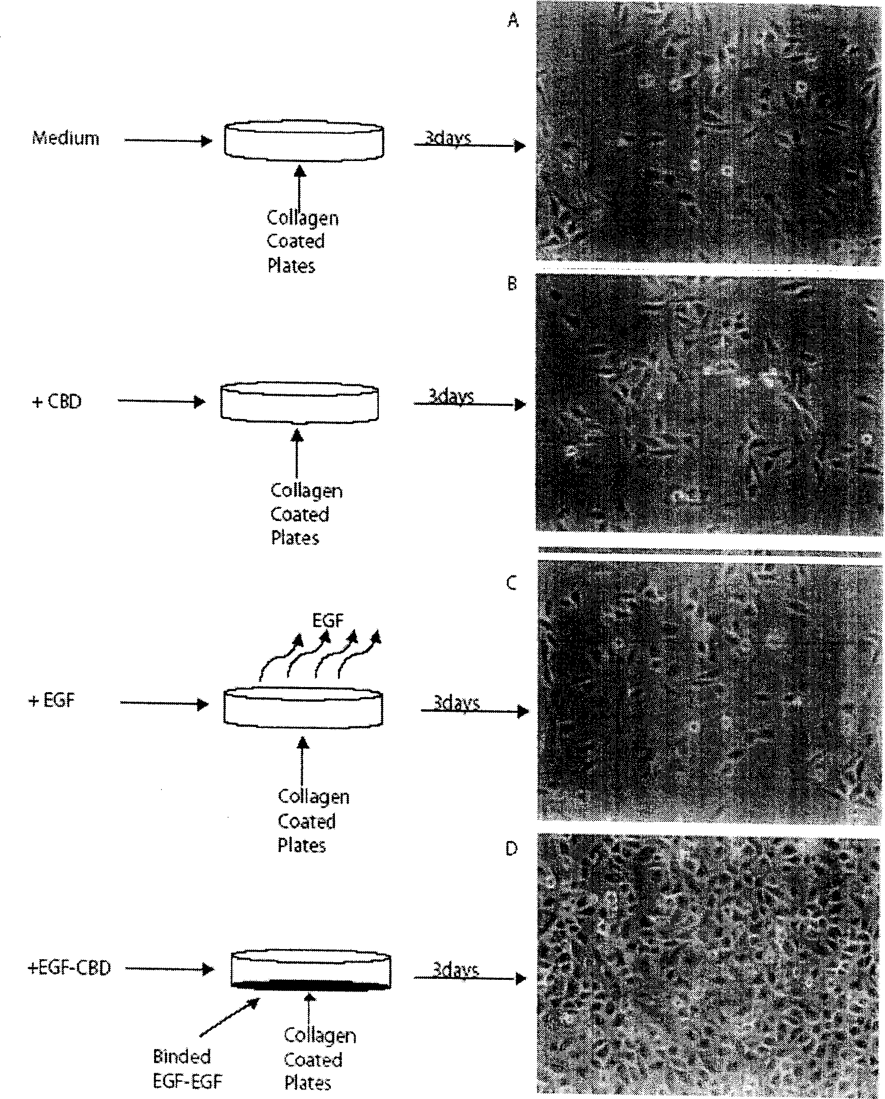 Double function epidermal growth factor and its preparation method and uses