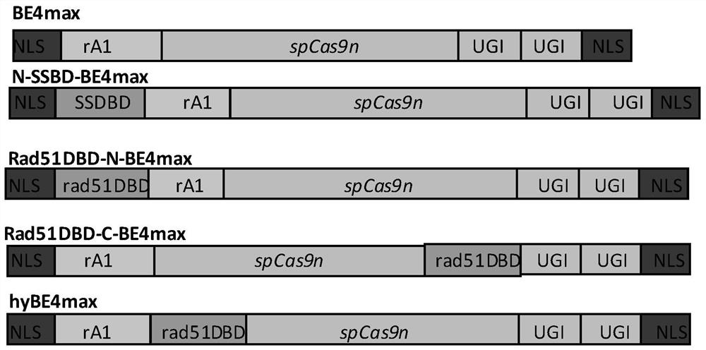 A fusion protein for improving gene editing efficiency and its application