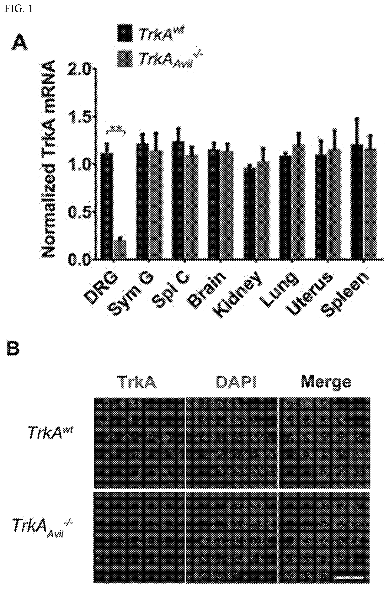 Compositions and methods for treating metabolic disorders