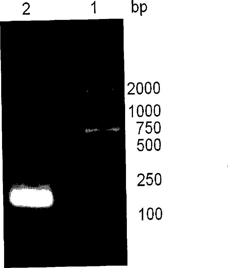 Recombinant thymosin beta 4 two repeat protein and preparation thereof