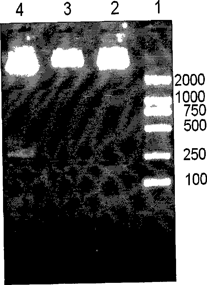 Recombinant thymosin beta 4 two repeat protein and preparation thereof