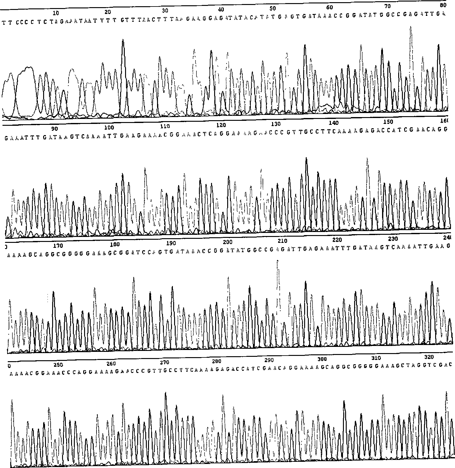 Recombinant thymosin beta 4 two repeat protein and preparation thereof