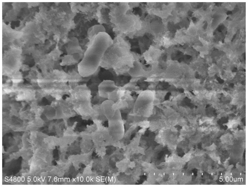 Immobilization method for improving biological hydrogen synthesis of hydrogen-producing bacteria and application