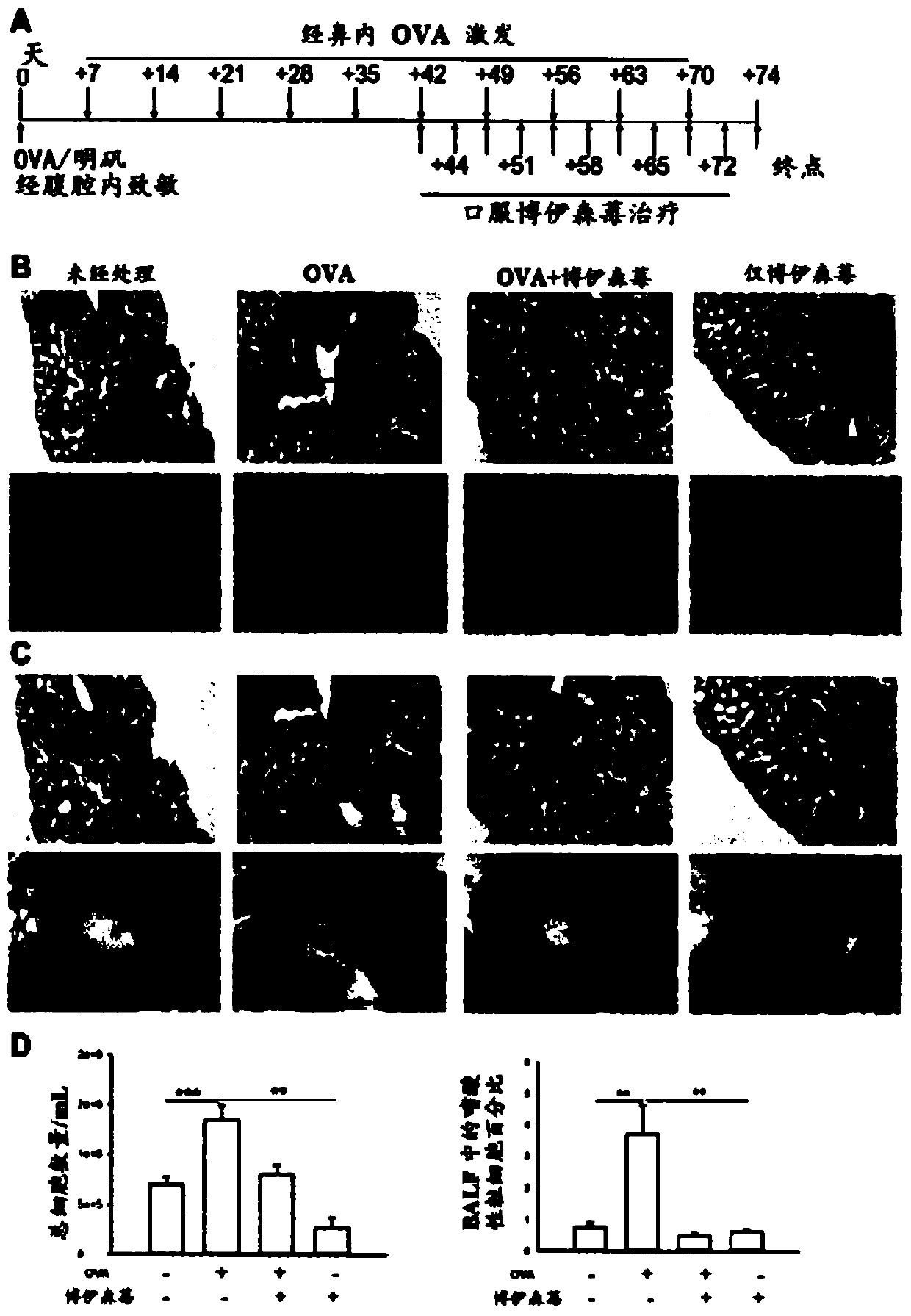 Boysenberry, apple, and blackcurrant compositions and methods of preparation and use therefor