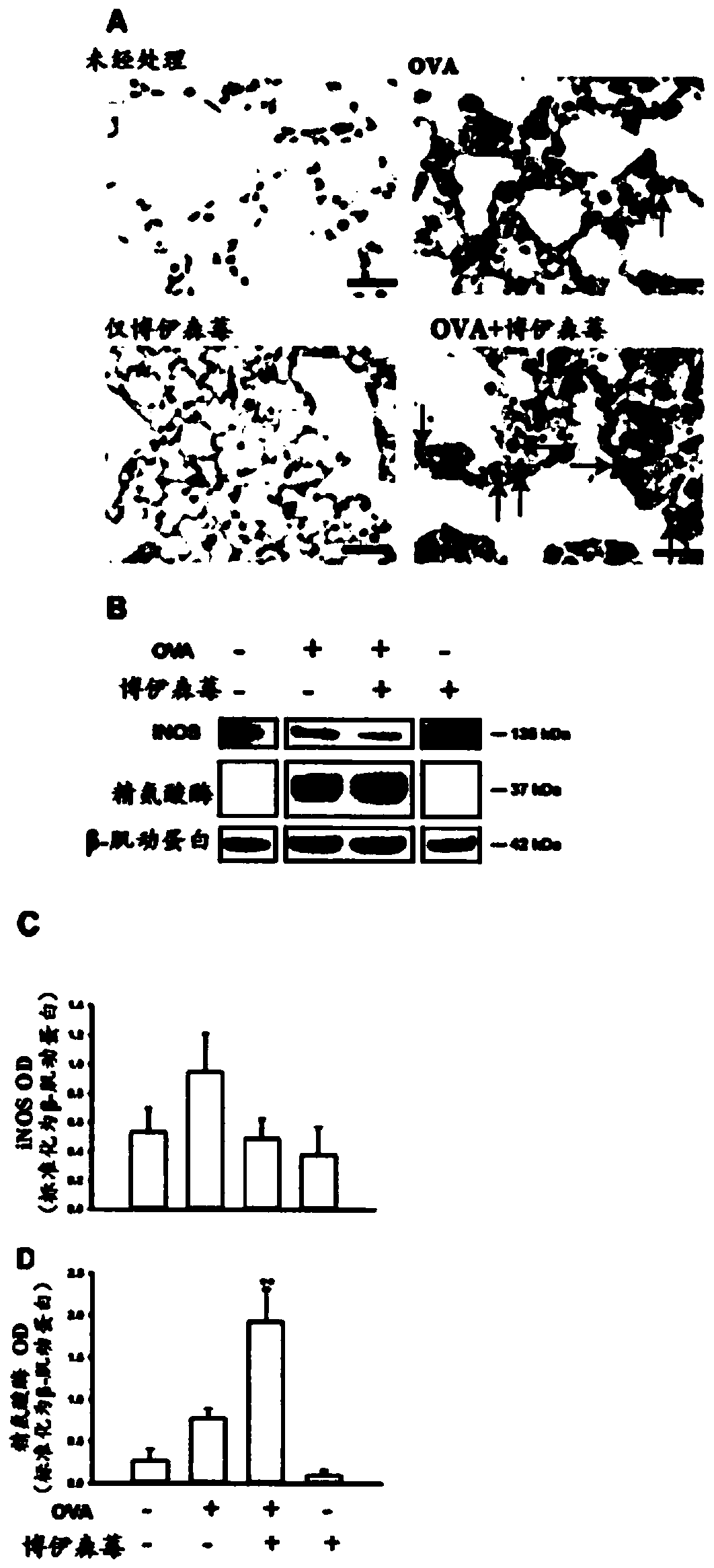 Boysenberry, apple, and blackcurrant compositions and methods of preparation and use therefor