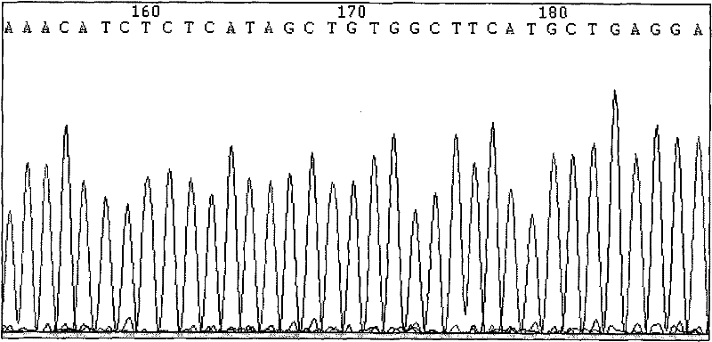 Use and detection kit of locus rs2336384 of susceptibility gene of hypertension