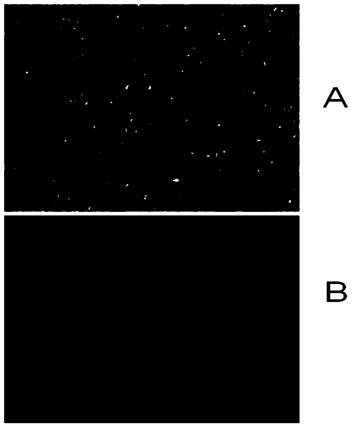 A method for establishing a sustainable cell line of tree shrew spermatogonial stem cells