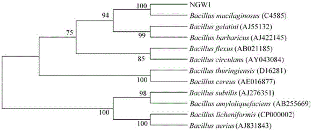 Potassium dissolving microorganism and application thereof in crop planting