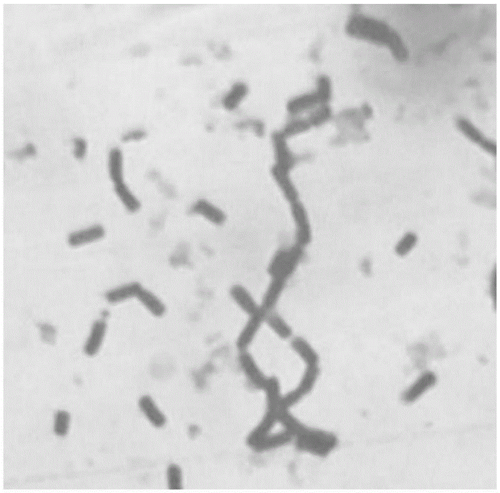 Potassium dissolving microorganism and application thereof in crop planting