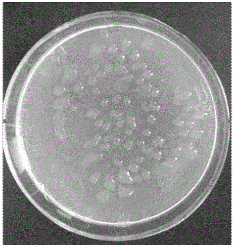 Potassium dissolving microorganism and application thereof in crop planting