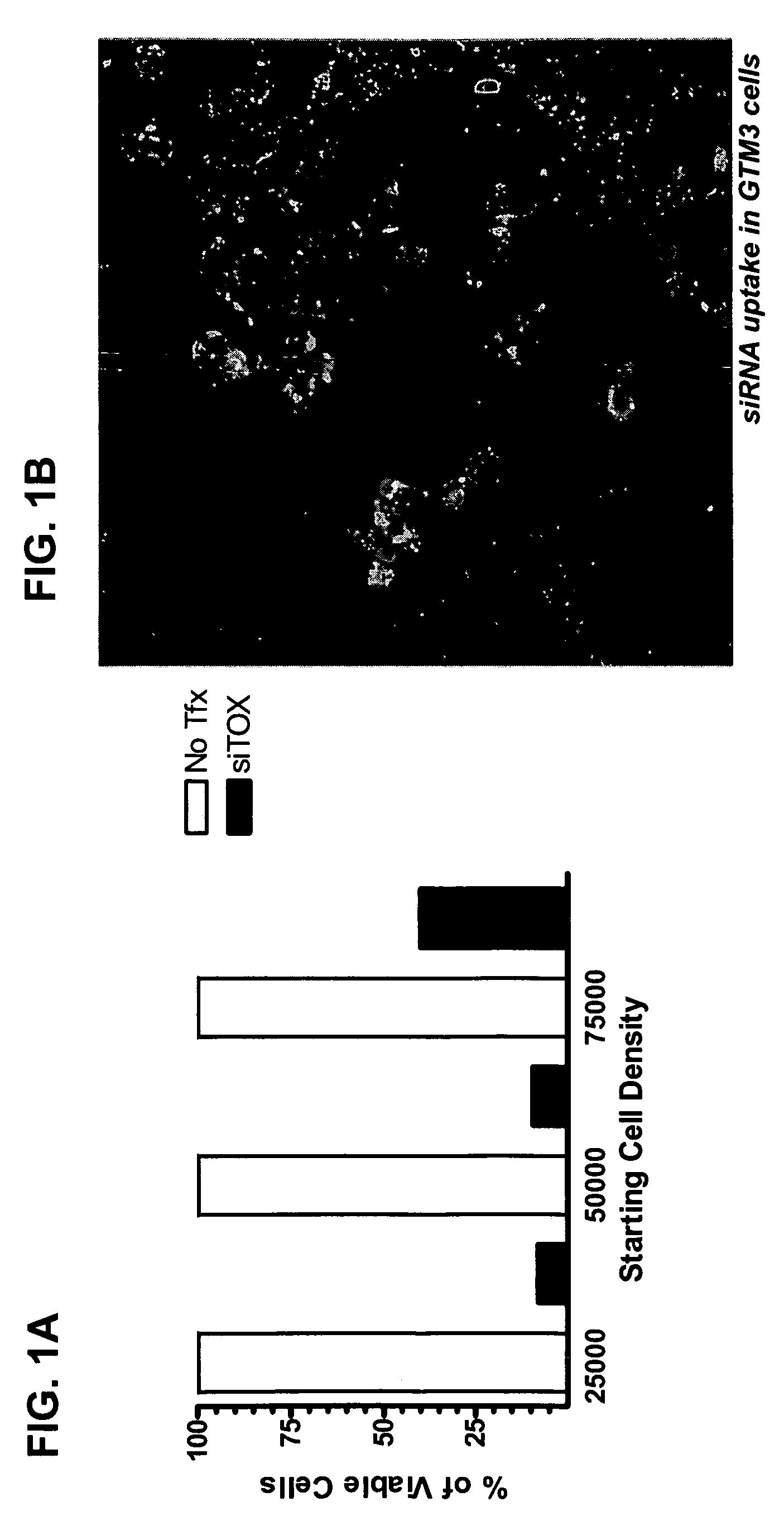 RNAi inhibition of CTGF for treatment of ocular disorders