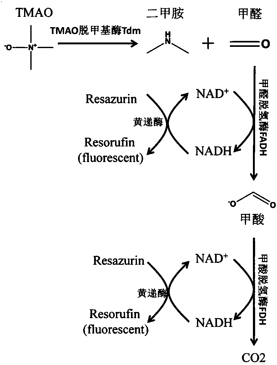 Method for detecting TMAO (trimethylamine oxide) by enzyme method and application thereof