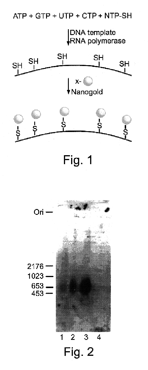 Metal cluster containing nucleotides and nucleic acids, and intermediates therefor