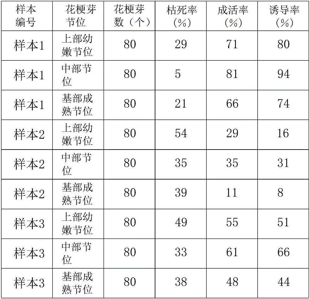 Phalaenopsis culture propagation method