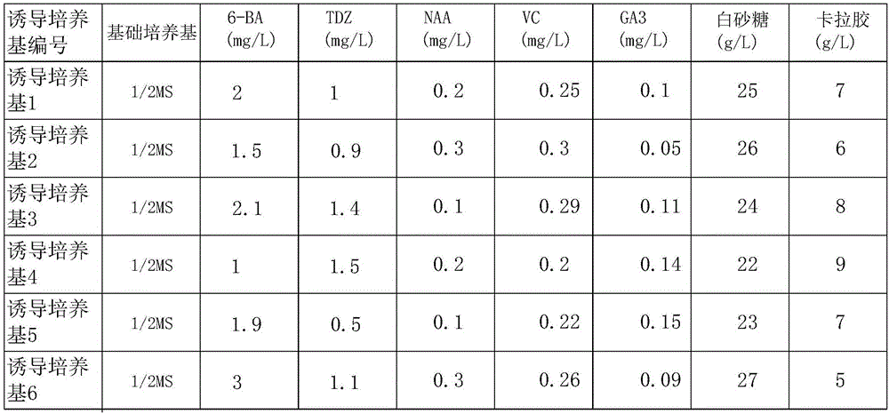 Phalaenopsis culture propagation method