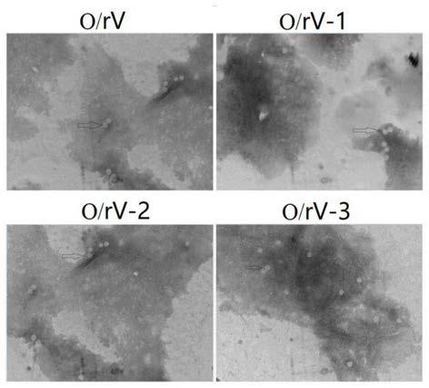 Thermal-stability foot-and-mouth disease O type recombinant virus as well as preparation method and application thereof