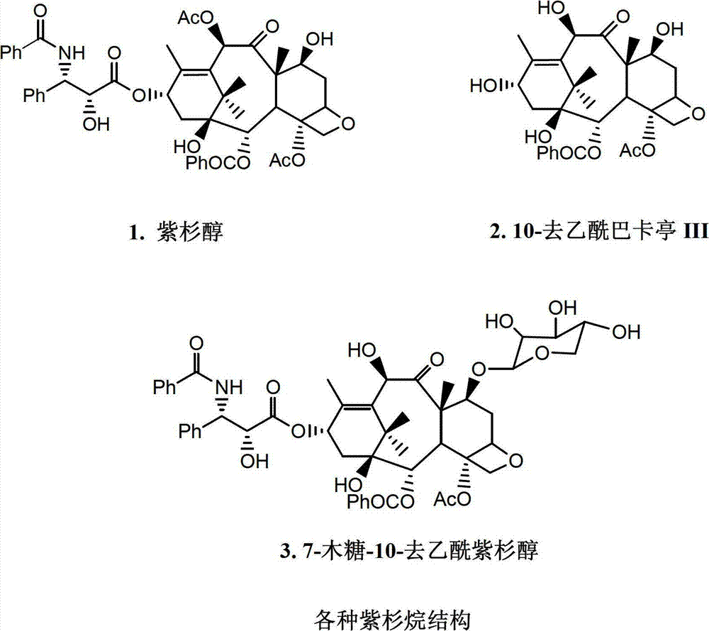 Method for producing 7-xylose-10-deacetyl paclitaxel and special culture medium thereof