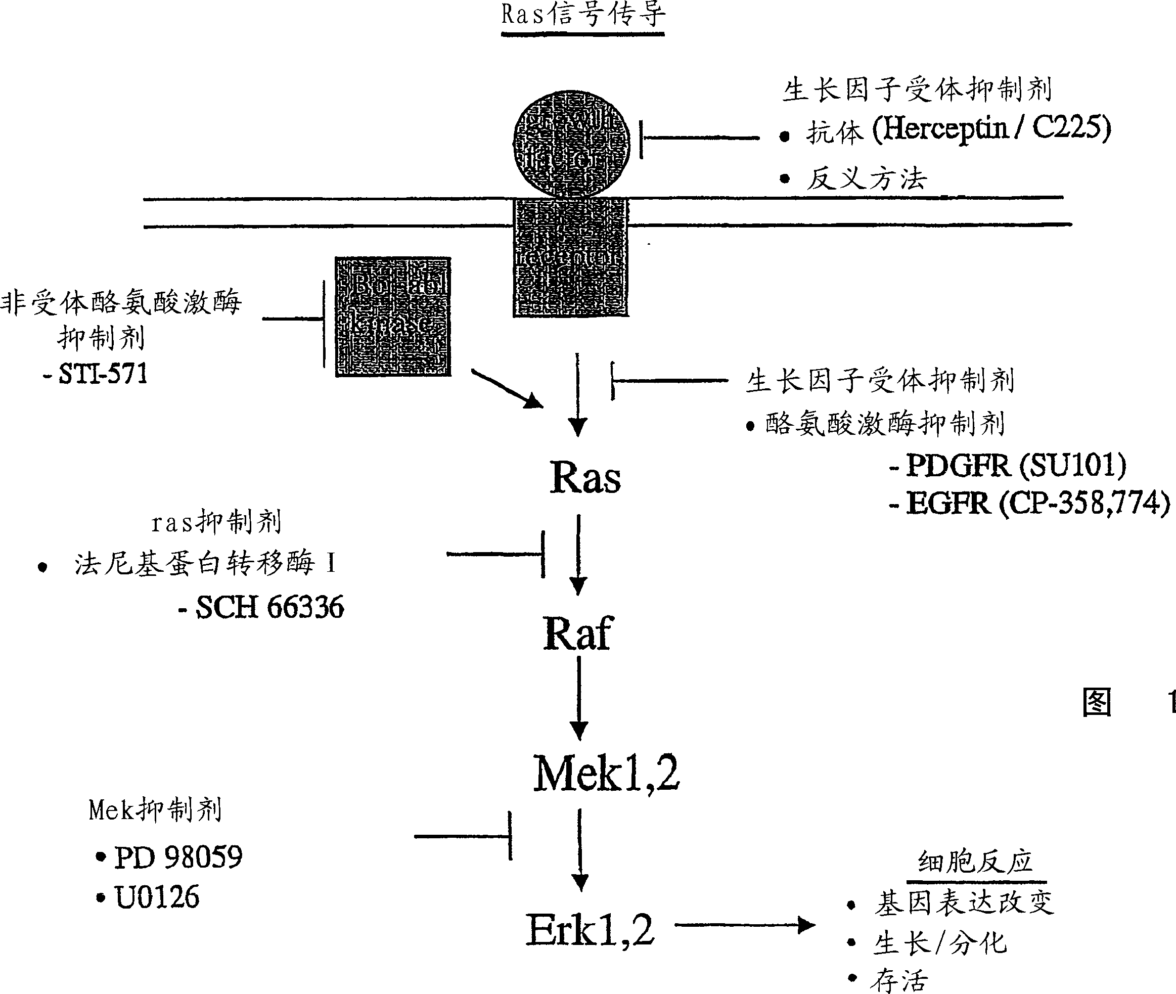 Method of inducing cancer cell death and tumor regression