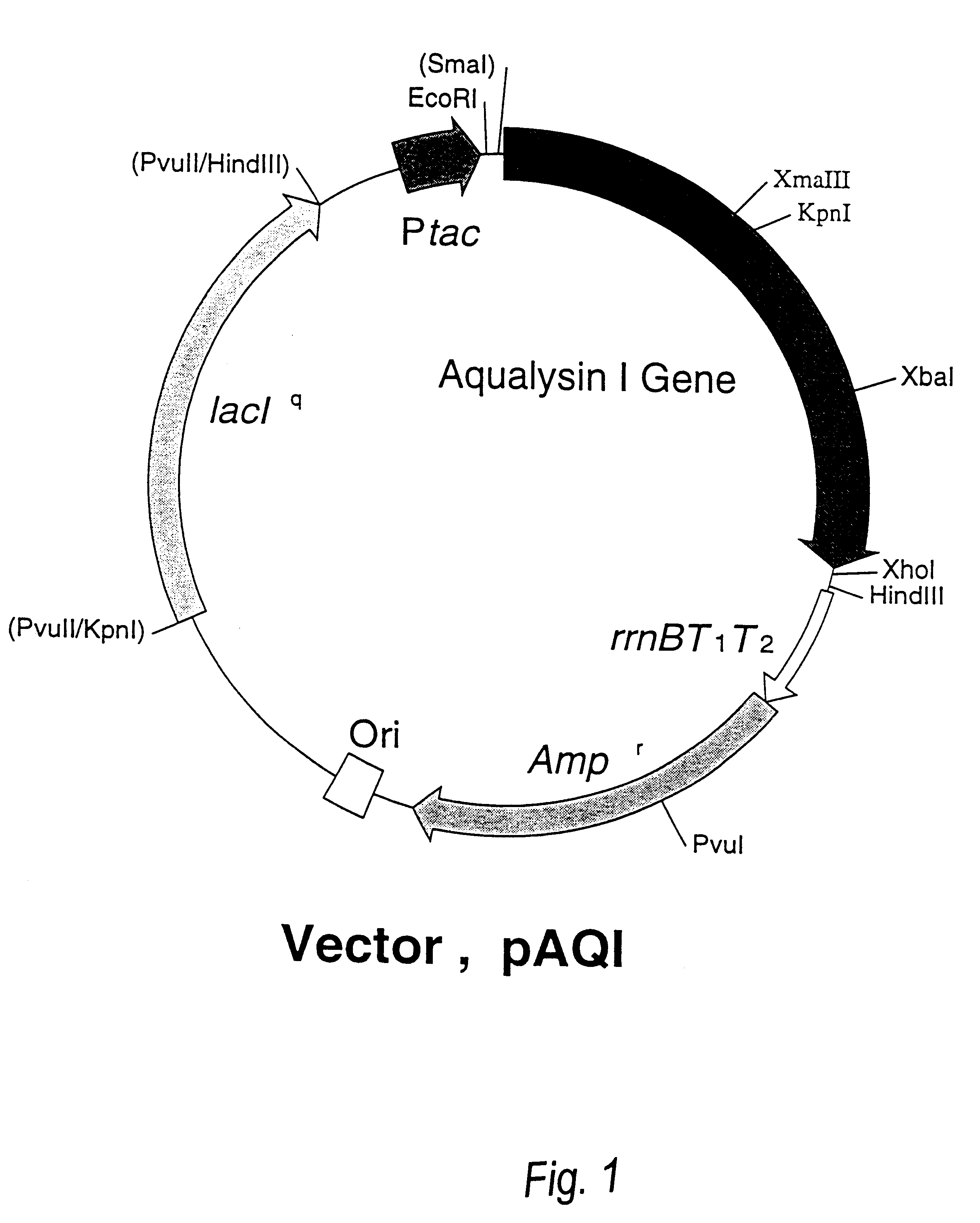 Beta-galactoside-alpha2, 6-sialyltransferase gene