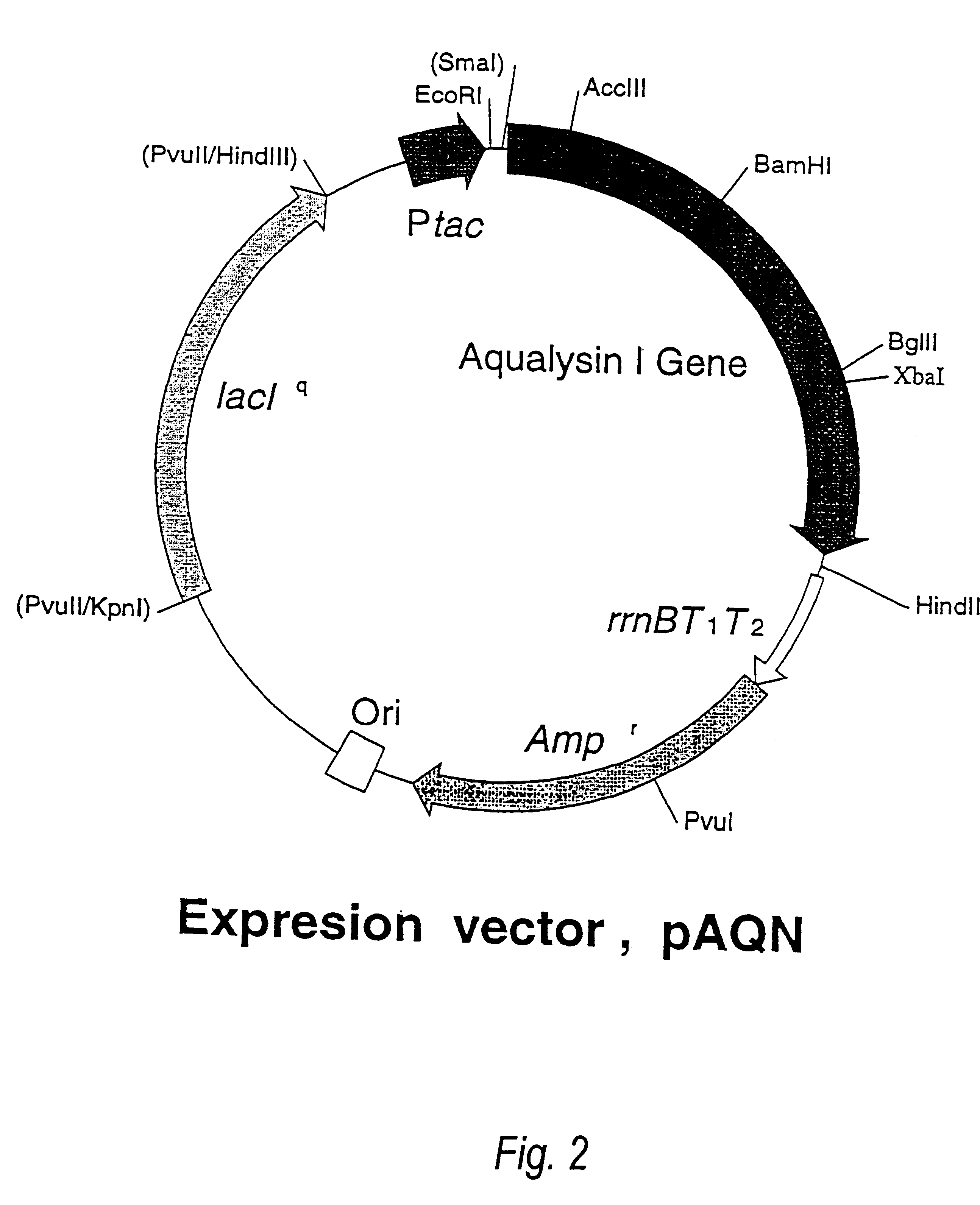 Beta-galactoside-alpha2, 6-sialyltransferase gene