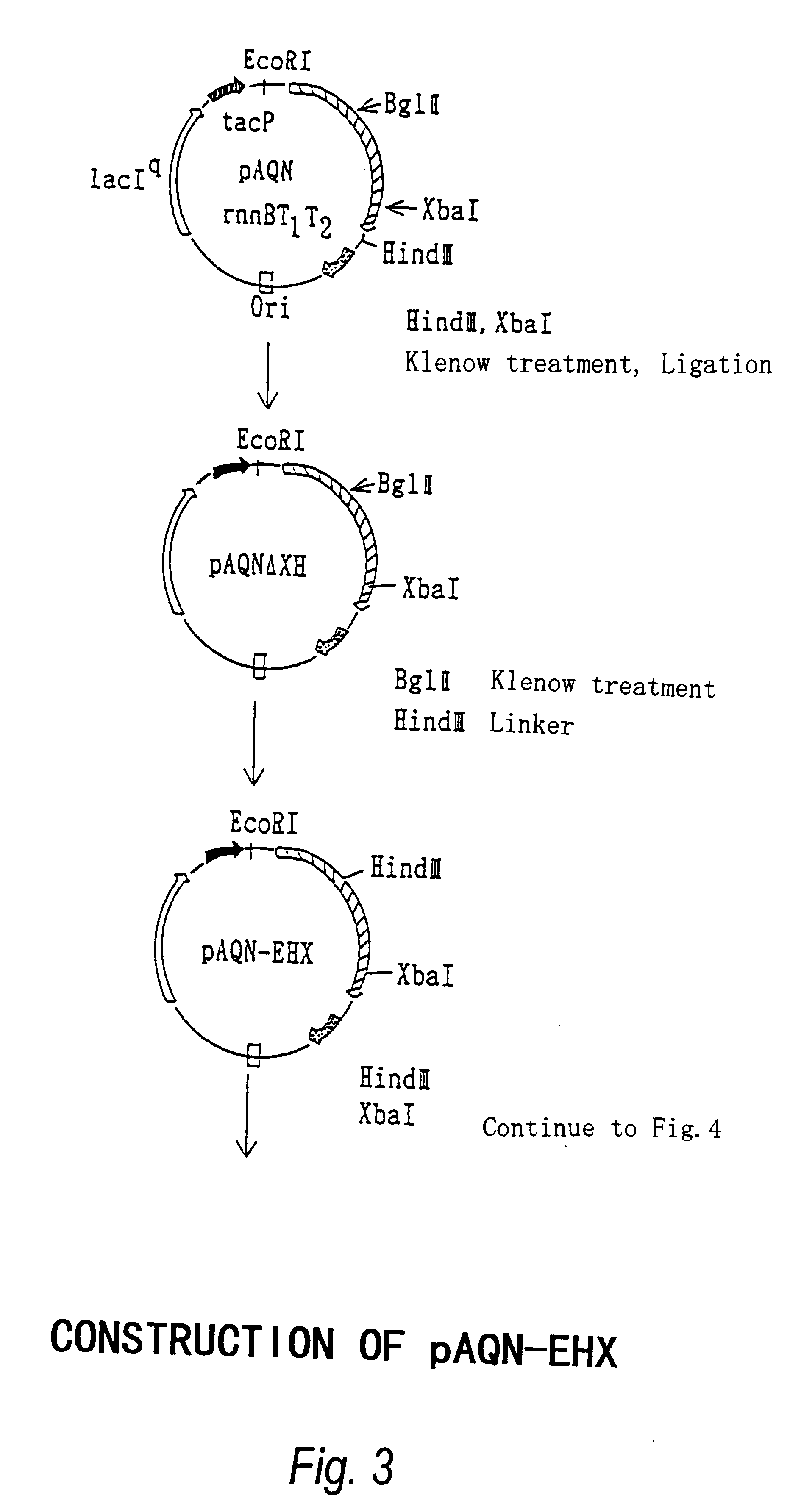 Beta-galactoside-alpha2, 6-sialyltransferase gene