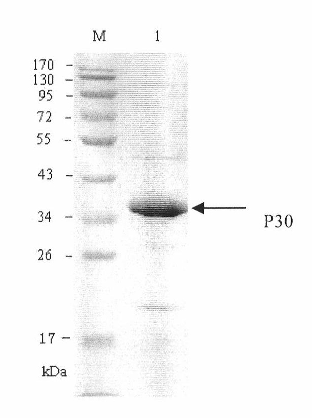 Hybridoma cell line of monoclonal antibody against African swine fever virus and secreted monoclonal antibody thereof