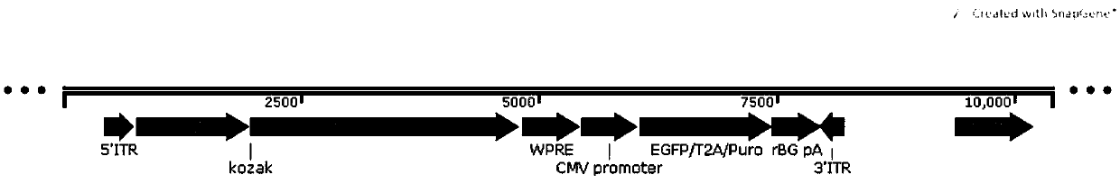 Method for constructing gene over-expression or interference stable transfer cell strain based on piggyBAC system