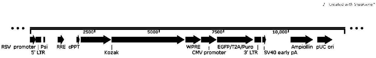 Method for constructing gene over-expression or interference stable transfer cell strain based on piggyBAC system