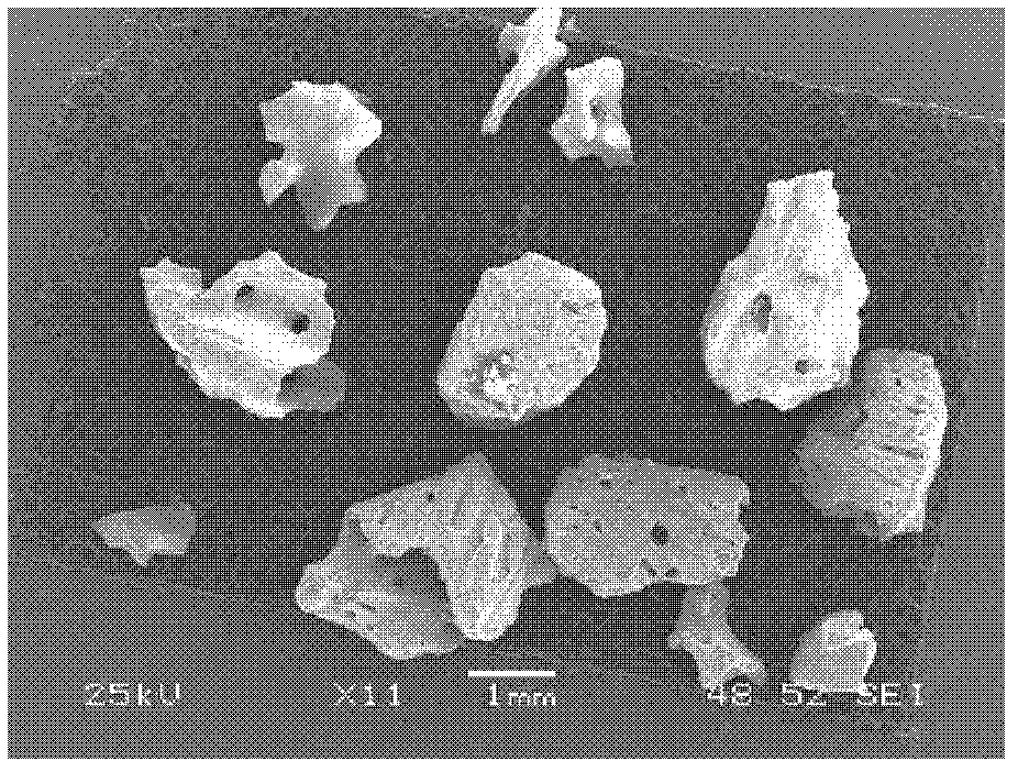 Method for preparing natural bone repairing material