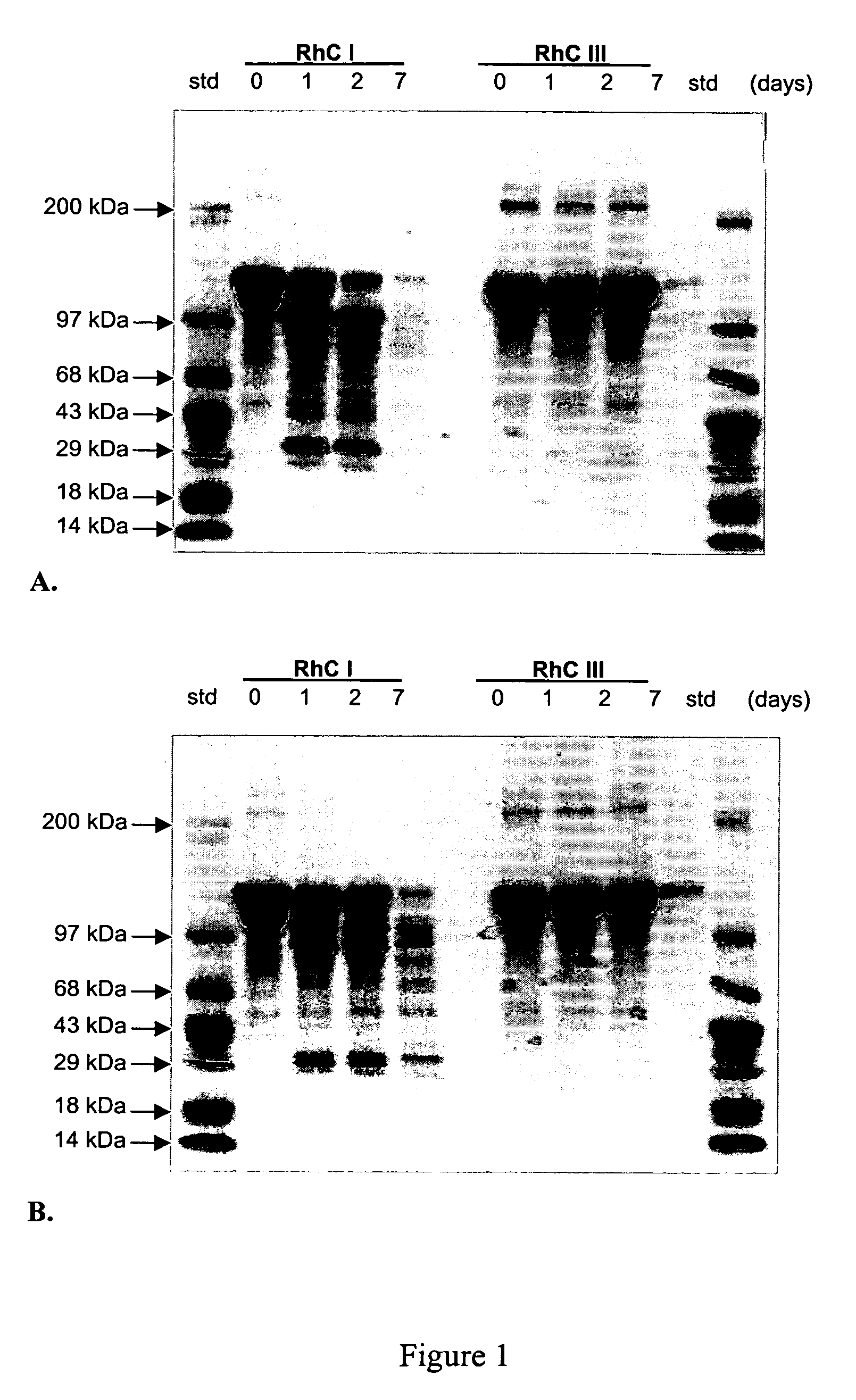 Implantable collagen compositions