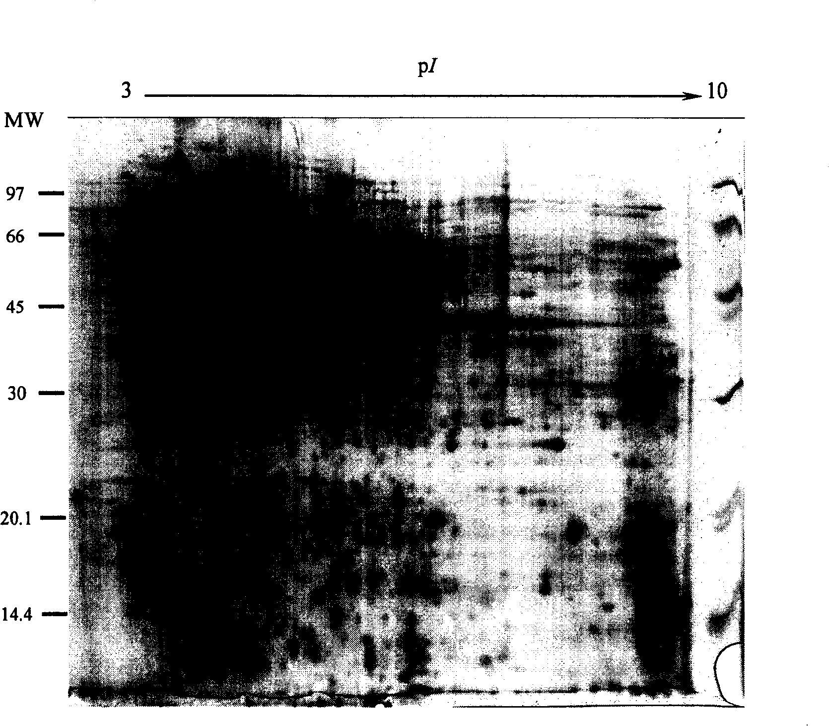 Method for preparing dielectrophoresis sample of whole protein of pollen tube in gymnosperm