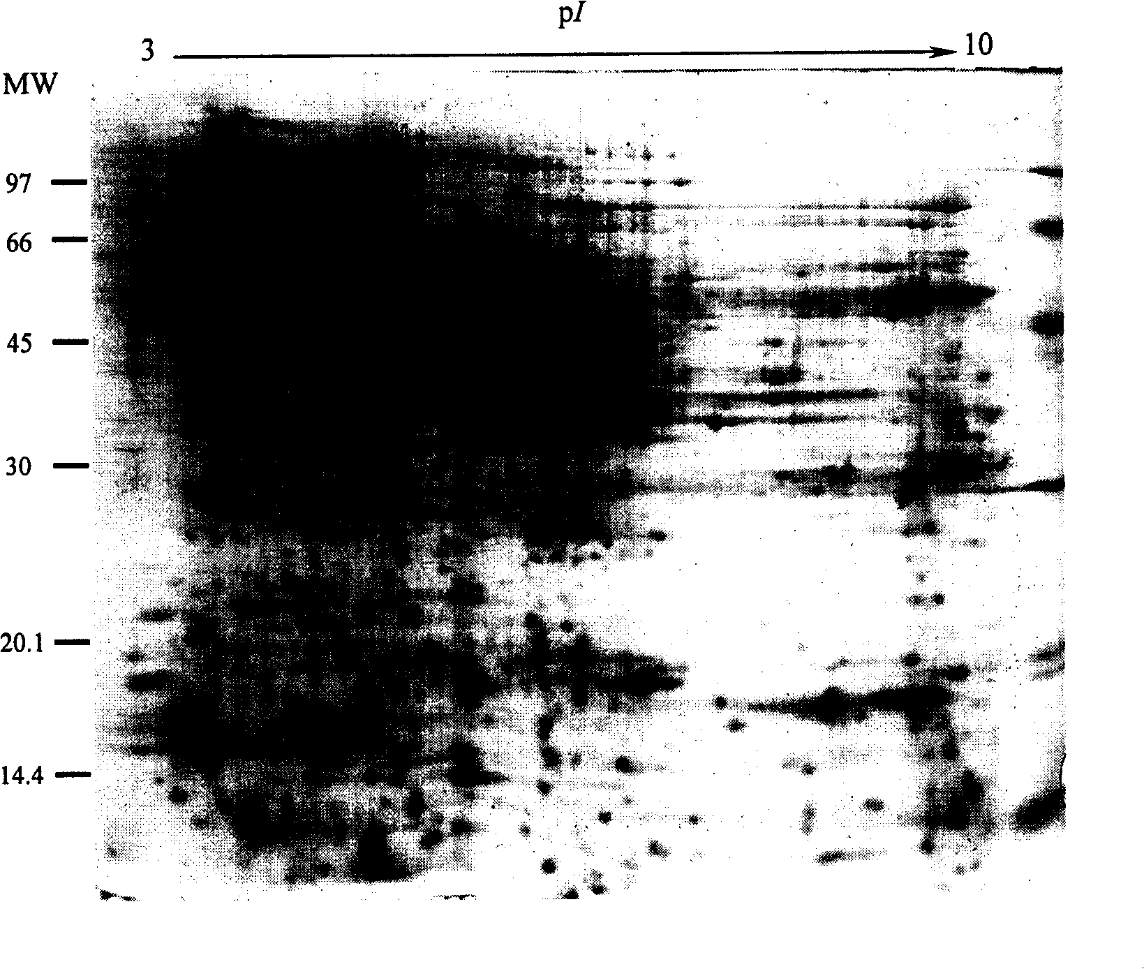 Method for preparing dielectrophoresis sample of whole protein of pollen tube in gymnosperm