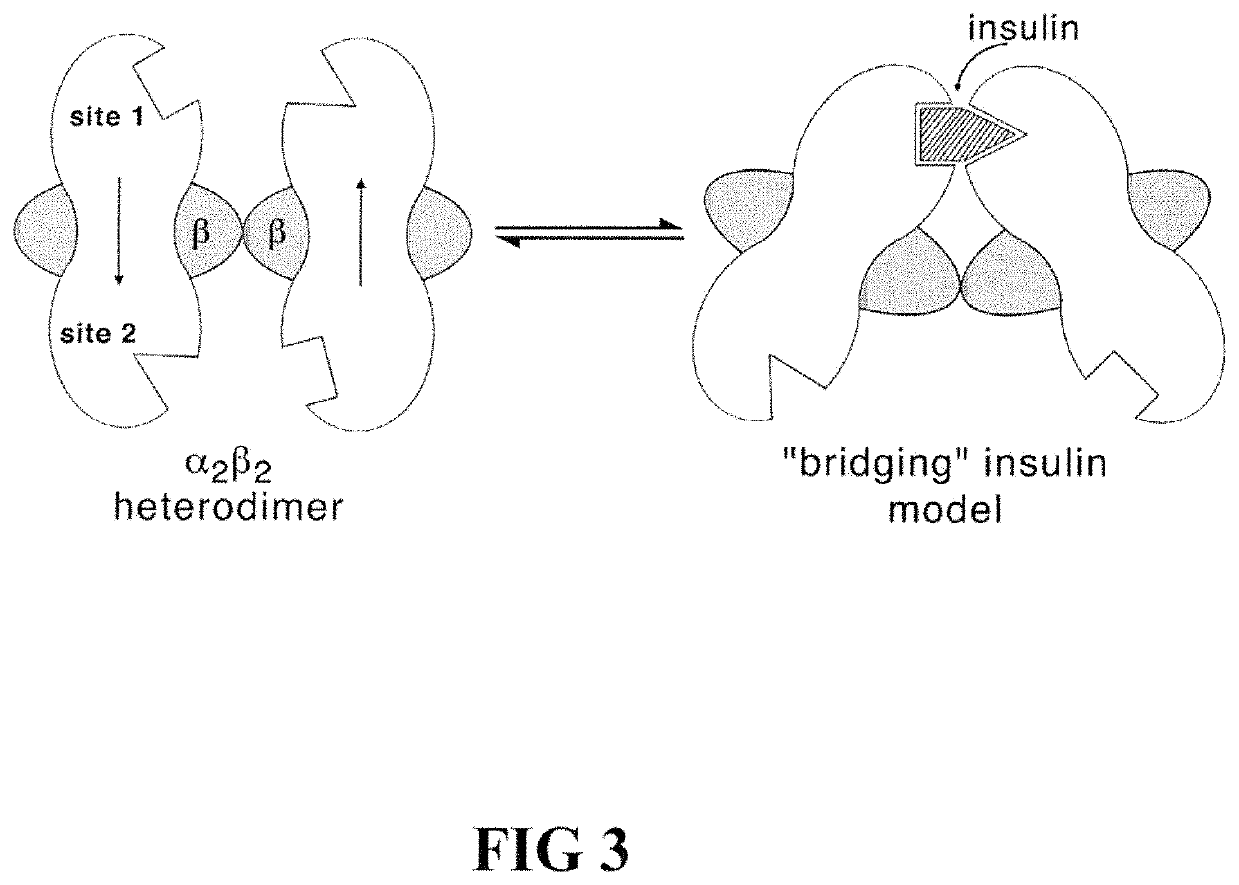 Site 2 single-chain insulin analogues