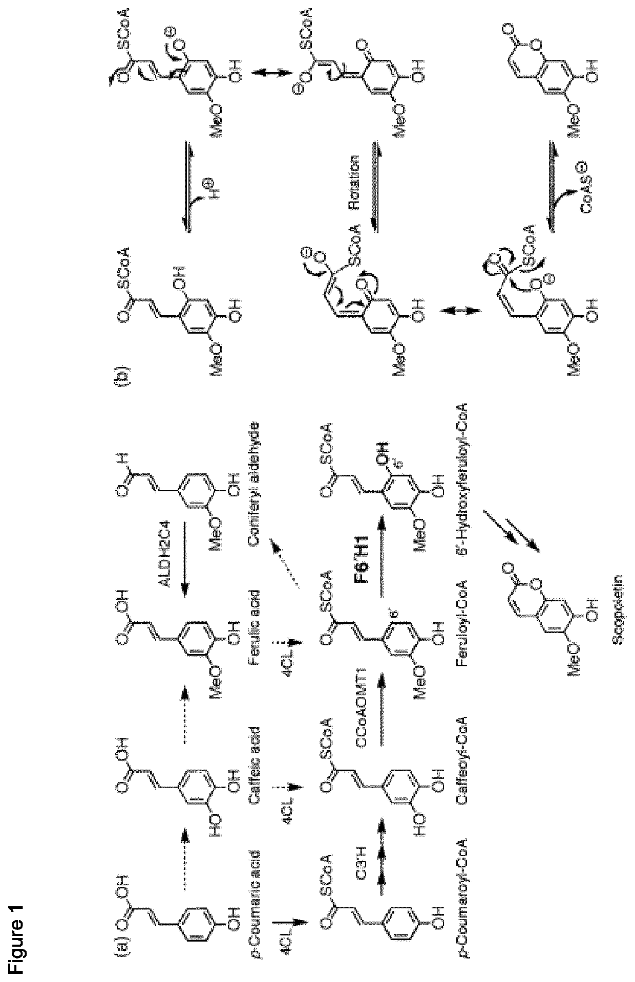 Method of increasing resistance against soybean rust in transgenic plants by increasing the scopoletin content