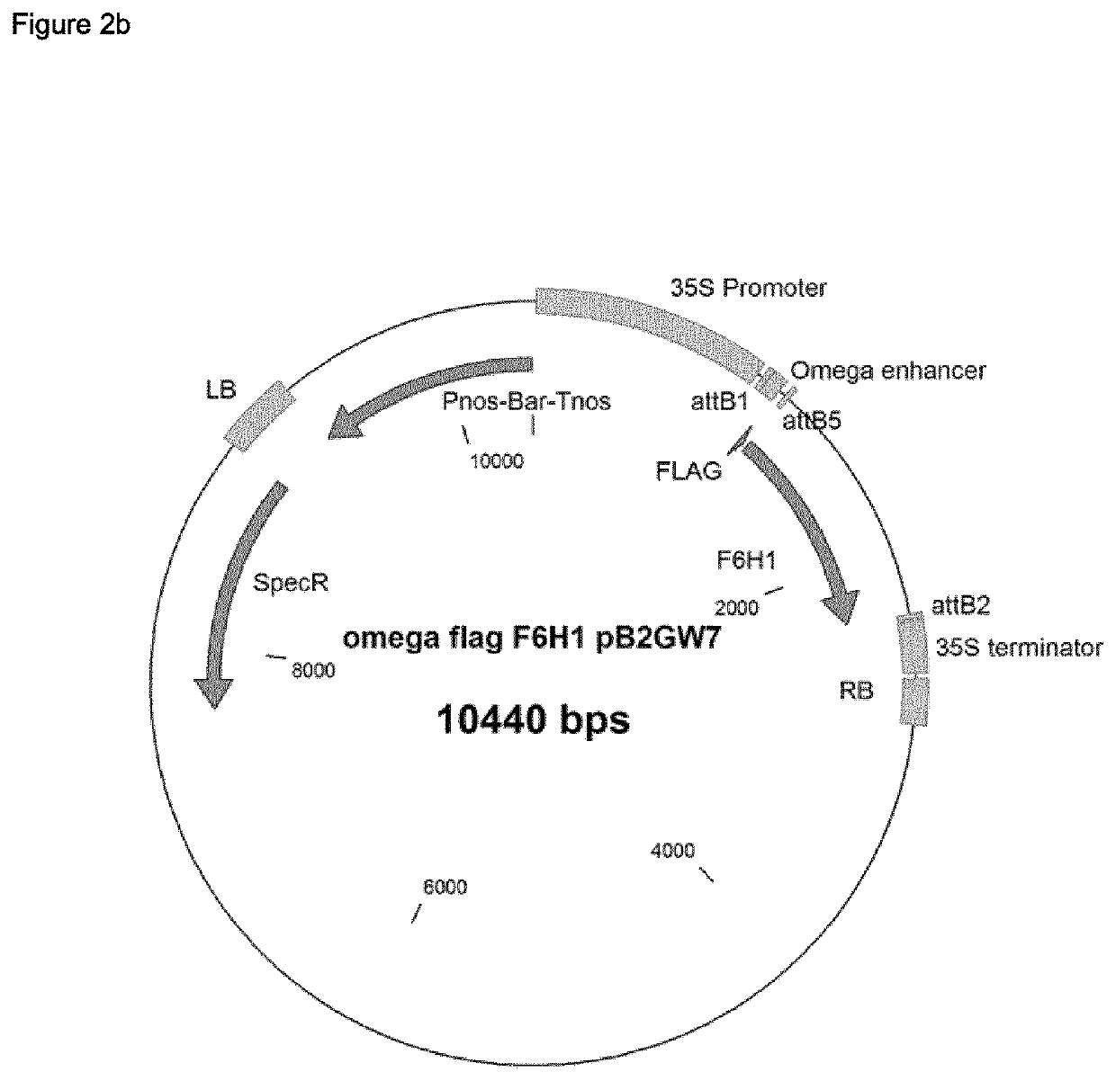 Method of increasing resistance against soybean rust in transgenic plants by increasing the scopoletin content