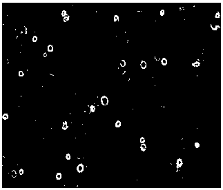 A method for separating human amniotic epithelial cells