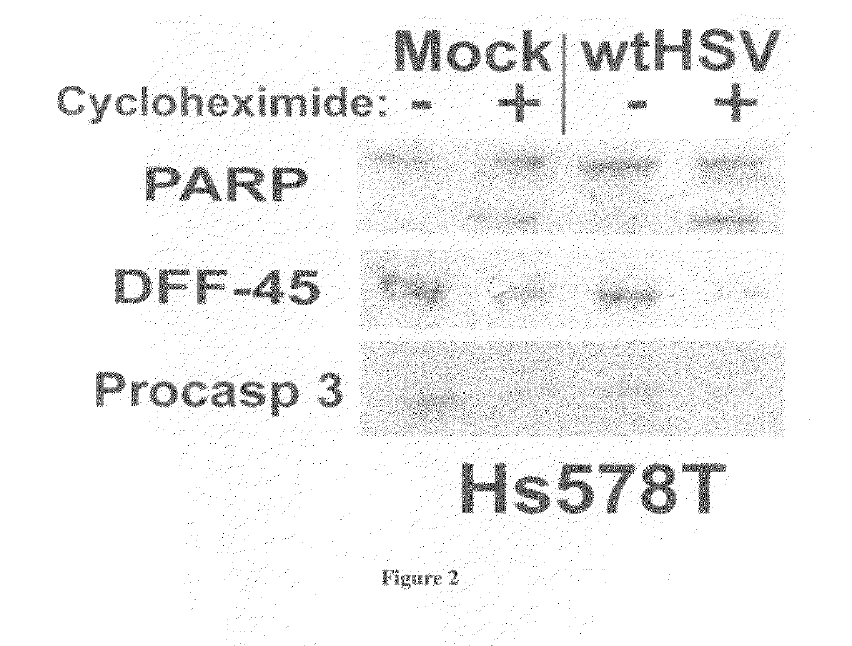 Method of determining susceptibility of a tumor cell to a chemotherapeutic agent:  novel use of herpes