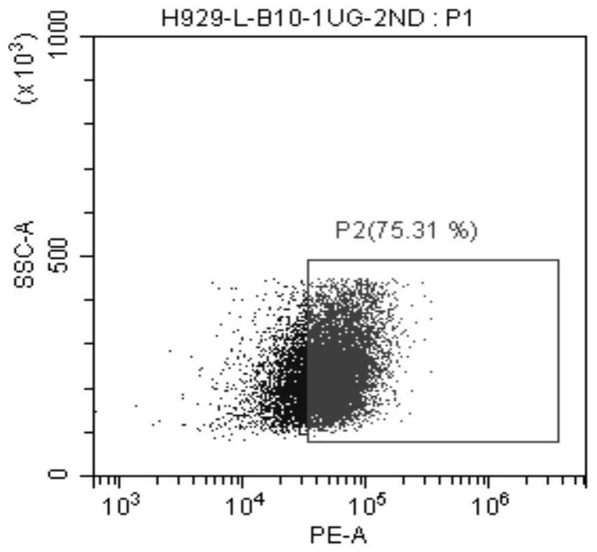 Preparation method and application of BCMA antibody