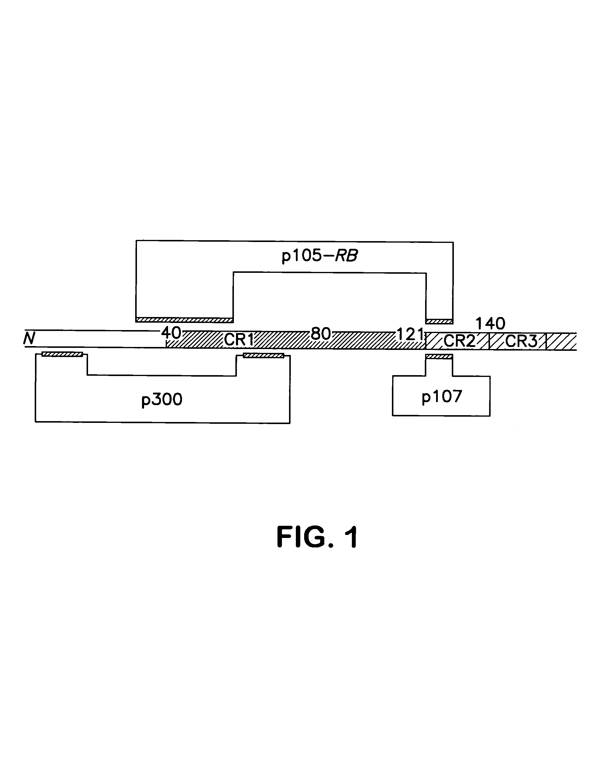 Oncolytic adenovirus